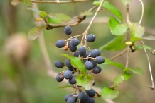 Blackhaw-mature-fruit