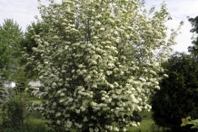 Blackhaw-tree