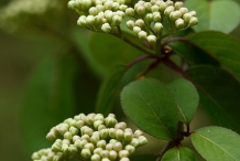 Flower-bud-of-Blackhaw