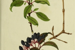 Illustration-of-Blackhaw