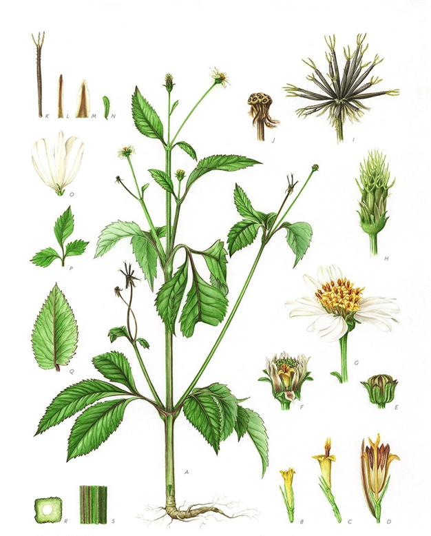 Plant-Illustration-of-Blackjack