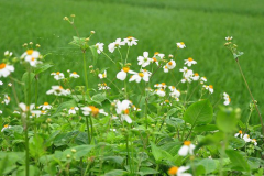 Blackjack-plant-growing-wild