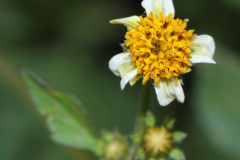 Closer-view-of-Flower-of-Blackjack