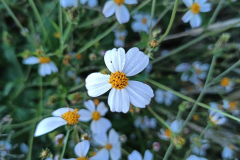 Flowers-of-Blackjack