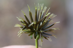 Immature-seedhead-Spines-of-Blackjack