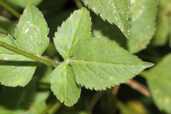 Leaves-of-Blackjack