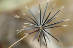 Mature-seed head-of-Blackjack