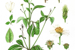 Plant-Illustration-of-Blackjack