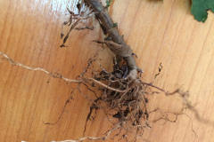 Roots-of-Blackjack