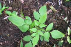 Sapling-of-Blackjack