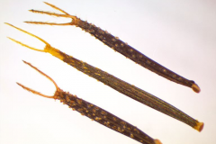 Seeds-of-Blackjack
