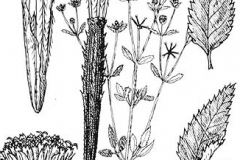 Sketch-of-Blackjack