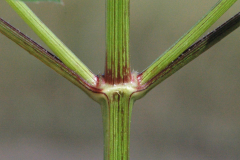 Stem-of-Blackjack