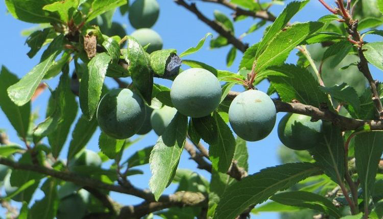 Unripe-blackthorn-fruit
