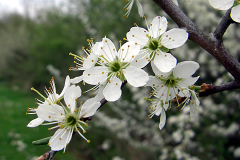 Blackthorn-flower