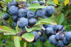 Blackthorn-fruit-on-the-tree