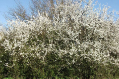Blackthorn-tree-during-flowering-season