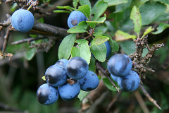 Blackthorn