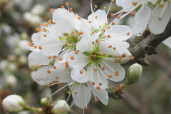 Closer-view-of-Blackthorn-flower