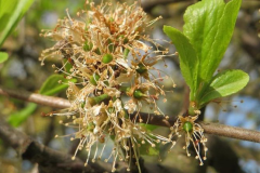 Initial-stage-of-fruit-developing-from-flower