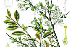 Plant-Illustration-of-Blackthorn