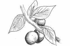 Sketch-of-Blackthorn