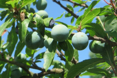 Unripe-blackthorn-fruit