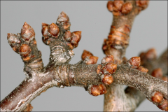 Winter-buds-of-Blackthorn
