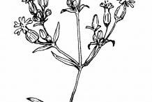 Sketch-of-Bladder-campion