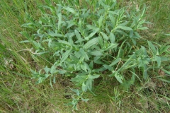 Bladder-campion-plant-growing-wild