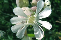 Closer-view-of-Flower-of-Bladder-campion