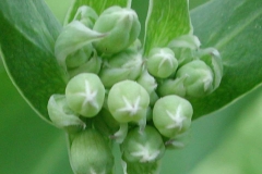Flowering-buds-of-Bladder-campion