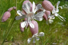 Flowers-of-Bladder-campion