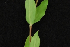 Leaves-of-Bladder-campion