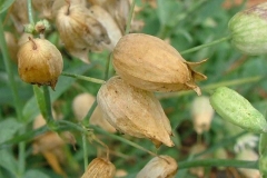 Mature-fruit-enclosed-in-old-sepals