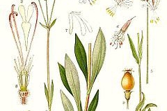 Plant-Illustration-of-Bladder-campion