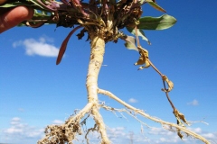 Roots-of-Bladder-campion