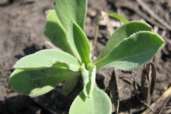 Saplings-of-Bladder-campion