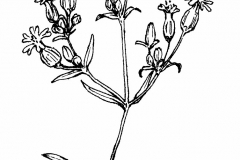Sketch-of-Bladder-campion