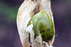 Unripe-fruit-of-Bladder-campion