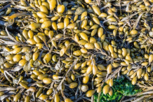 Bladder-Wrack-Plant