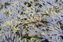 Bladder-Wrack-bushes