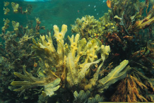 Bladder-Wrack-plant-in-the-water