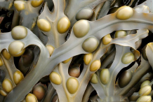 Closer-view-of-Air-bladders-of-Bladder