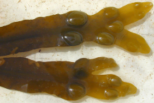 Closer-view-of-Bladder-Wrack-fronds