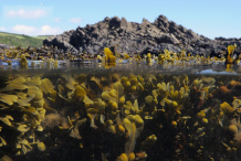 Growing-Bladder-Wrack