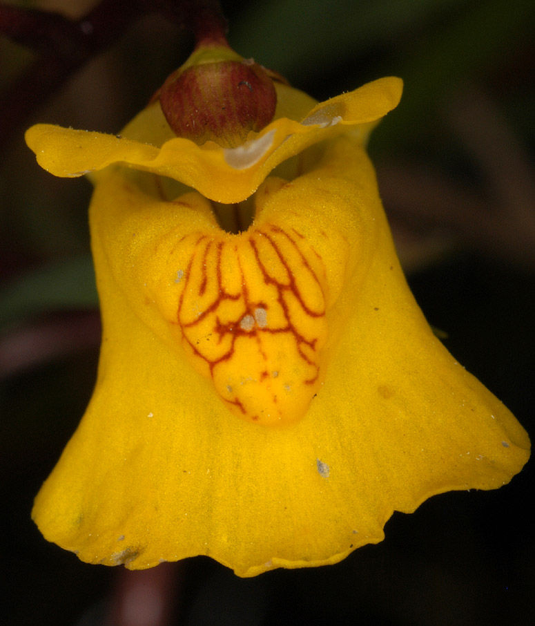Close-up-flower-of-Bladderwort