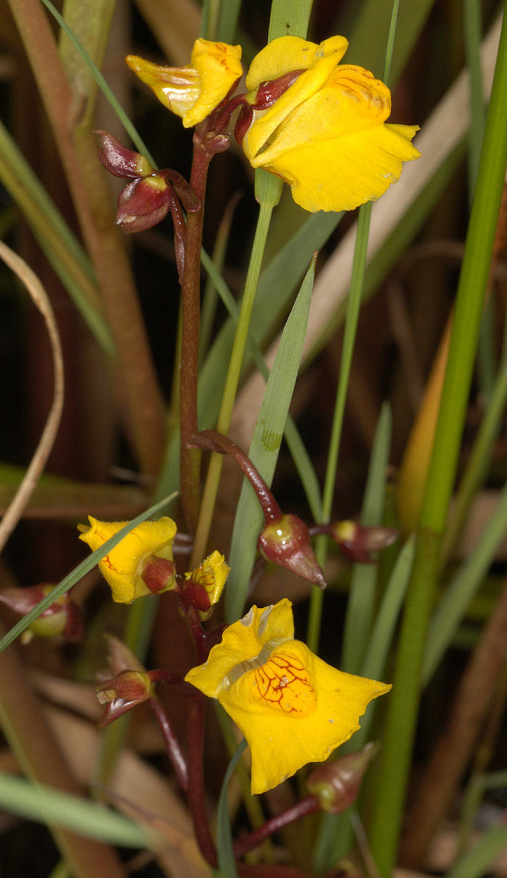 Flower-of-Bladderwort