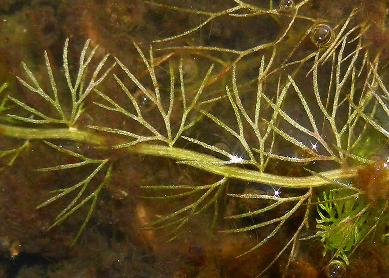 Leaves-of-Bladderwort