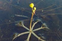 Bladderwort-plant